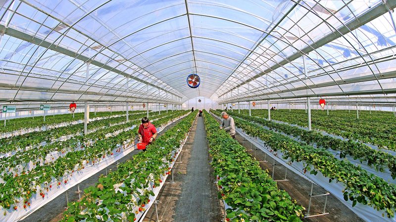 养殖项目可行性报告：如何科学评估与规避风险**
