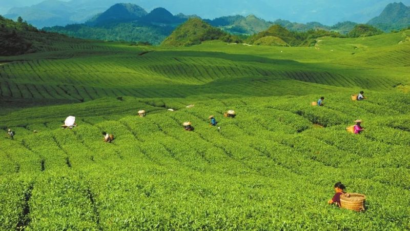 学校食堂农产品配送合同范本：规范流程与关键要素