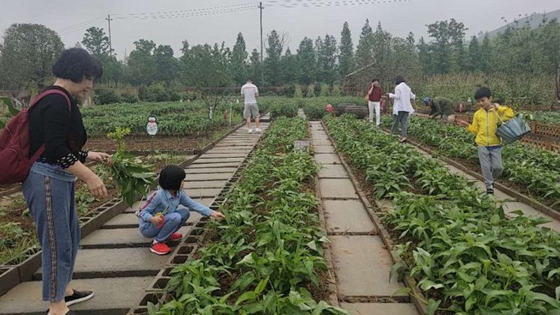 家庭农场大棚加盟代理：揭秘加盟背后的生态农业之道**