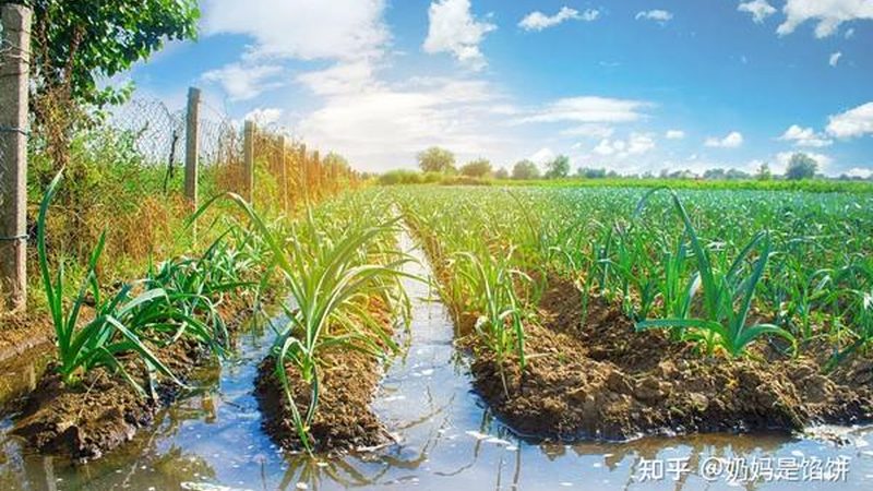 复合肥可以分为氮磷钾型、氮磷型、氮钾型等。以下是一些常见复合肥的类型及特点：