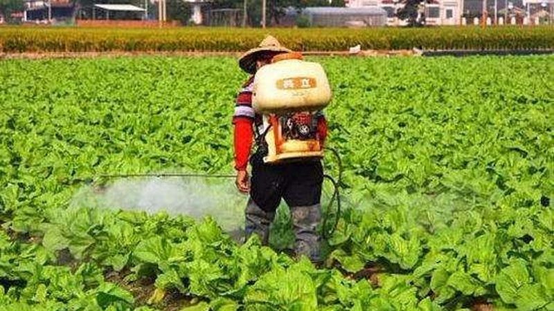 有机蔬菜保鲜技巧步骤