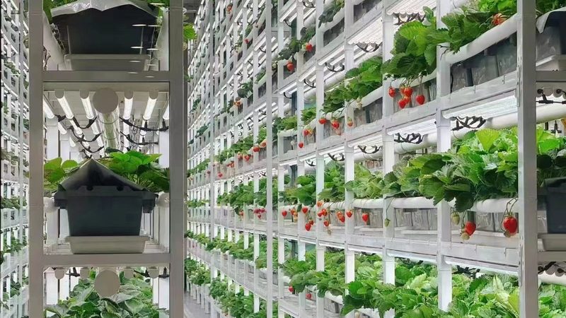 广东农产品代加工：揭秘代加工背后的秘密与优势